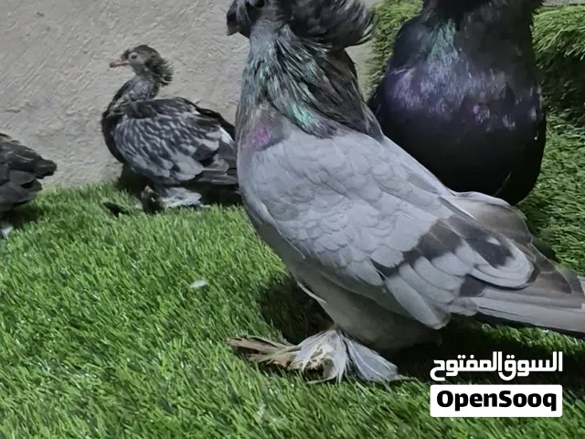 حمام بخارى للبيع مستوى وحجم تبارك الرحمن