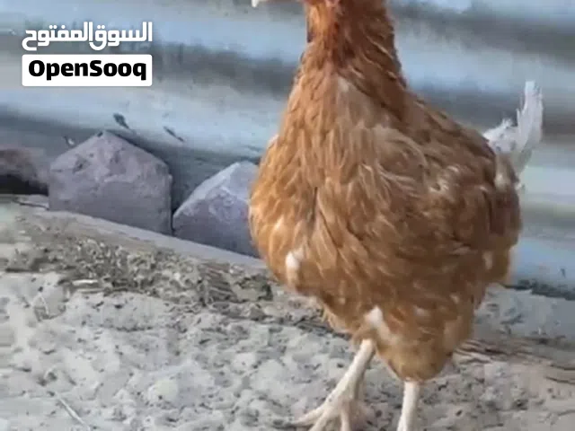 للبيع لوهمان بياض دياجة فيووم