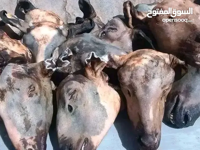متوفر اليوم أن شاء الله بطون خروف وطني نظيفة ومخروطة 60 دينار.مكان ترهونة الرقم . ورص صغار