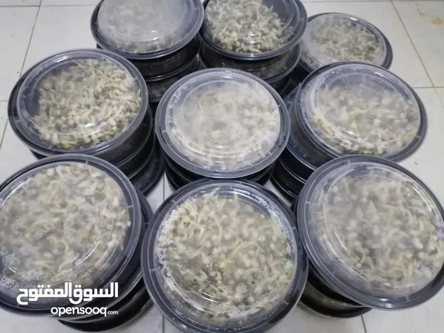 روبيان حبار ام الروبيان شارخه دوك محار صفيلح أخطبوط صدف كليماري مالح