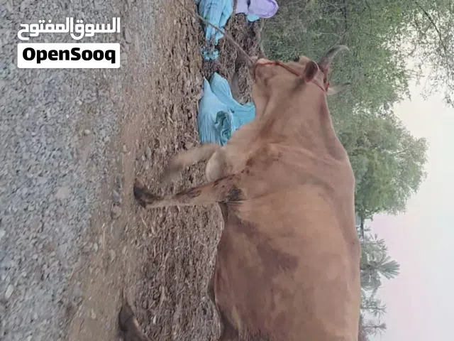 بقره جيرسي باكستاني زاهبه