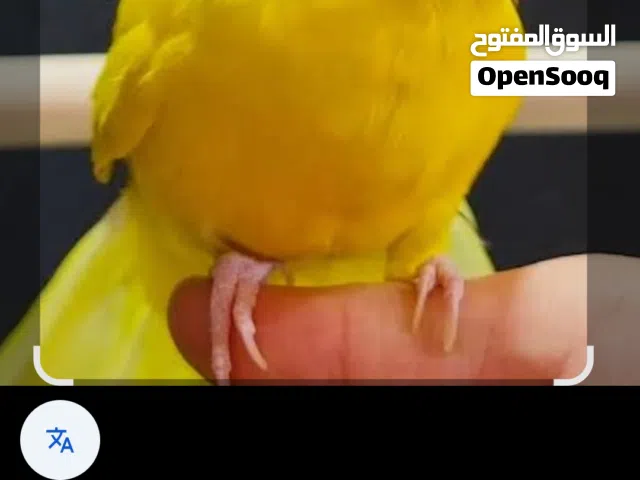 محتاج فحل ببغاء الكيكاري