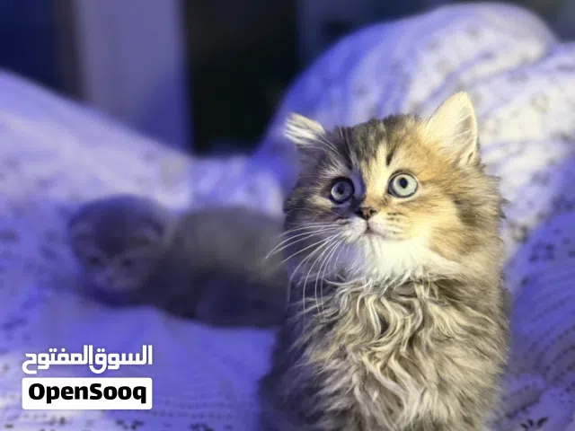 قطط كيتن سكوتش