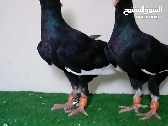 اجواز مسويد