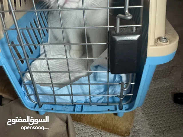 قطة من فصيلة تركية اصيلة للبيع Turkish Angora for sale