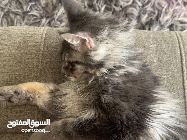 mainecoon pure male cat