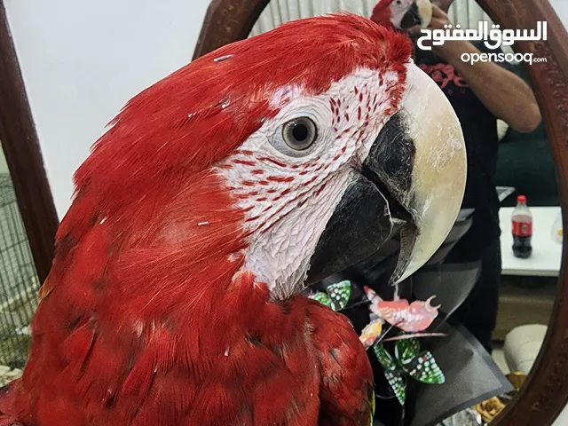 مكاو احمراليف ومتكلم...وكاسكو متكلم