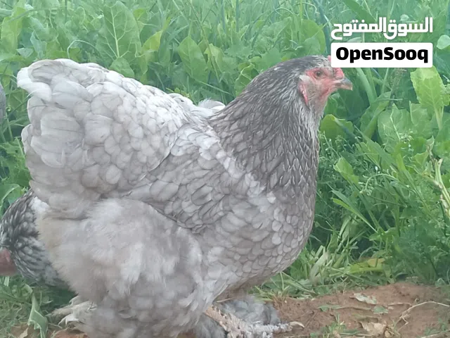 كوبية براهما رصاصي