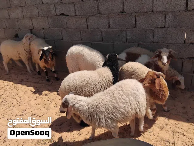 خرفان الله يبارك