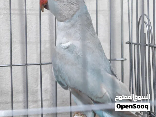ببغاء درة هندي