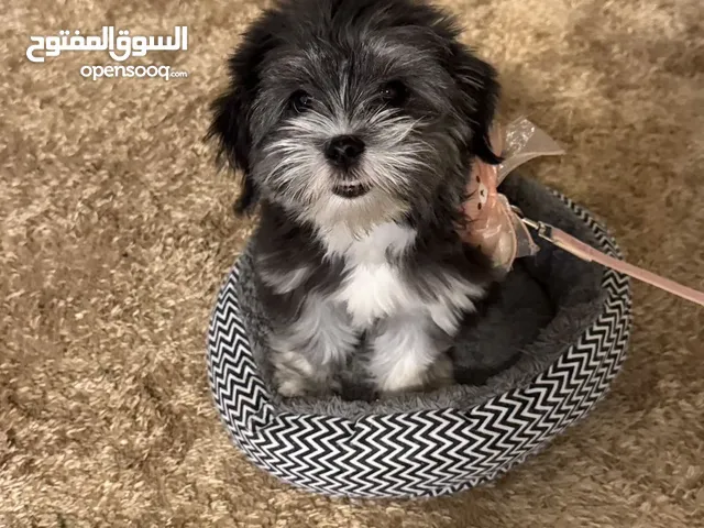 مالتيز انثى العمر 6 اشهر