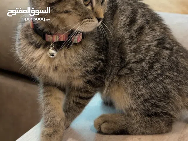 للبيع قطه صغيره