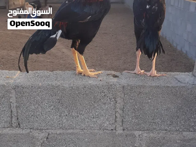 ديك بكستاني للبيع