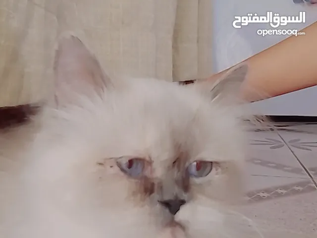 قطه للبيع اليفه شيرازي