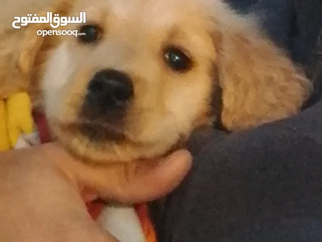 انثى جولدن ريتريفر عمر 4 شهور مستوى عالي جدا