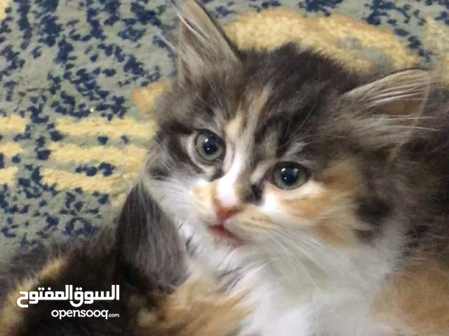 قطتين  العمر ثلاث شهور