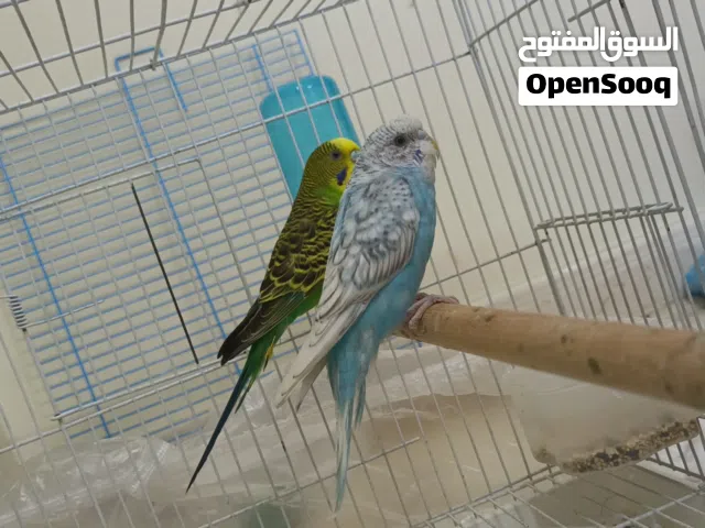 زوج بادجي مغرد شبه اليف للبيع