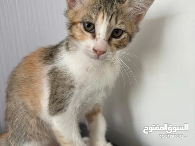 Adorable 12 week old female kitten looking for new family