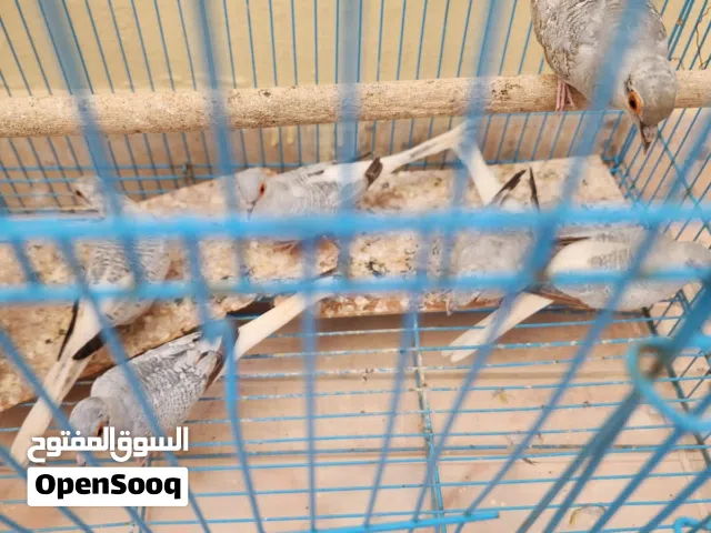 للبيع طيور حمام ماسي