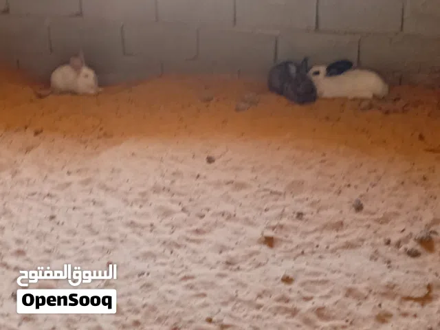 ذكر أرنب لبيع نوعهم ألماني