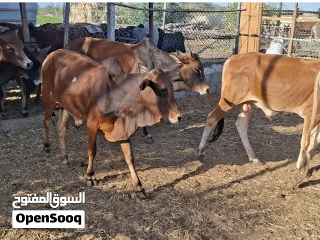 ثيران السعر 280 نهايه تواصل واتساب + اتصال فقط