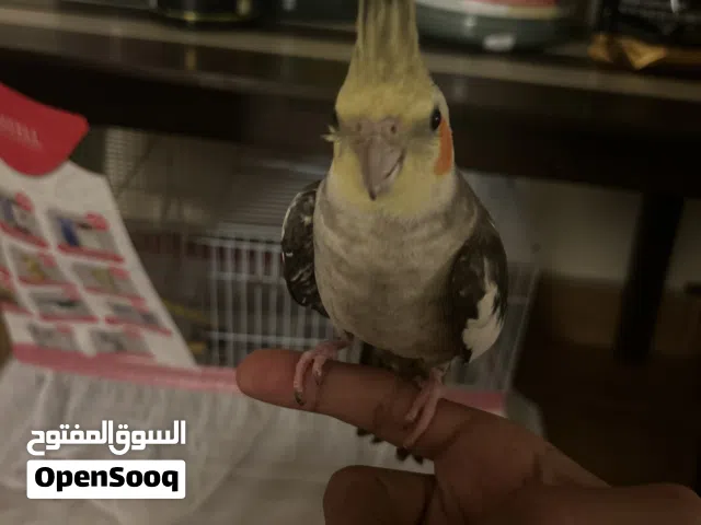كوكتيل ذكر اليف مقصوص جناح مع المعدات