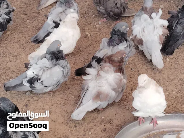 للبيع حمام كشكي