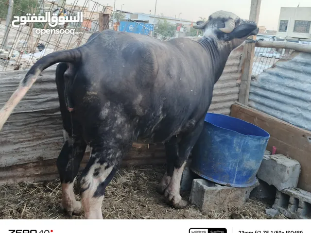 جاموسة ولاد شهرين