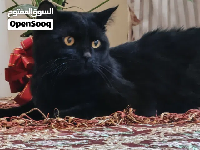 قط اسود سكوتش ستريت للتبني مع ملحقات