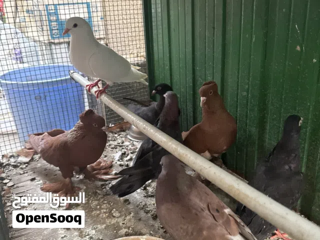 4 لوت و فحلين رواعب و نثيه لاحم