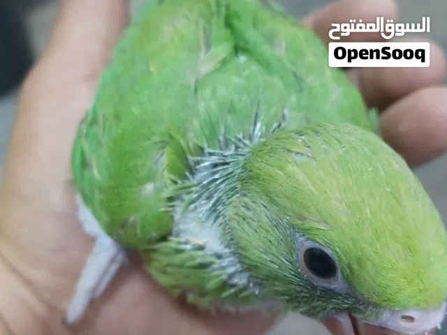 ببغاء دره هندي أفراخ للبيع   تبزيرعراقي شرط الصحه والنظافة