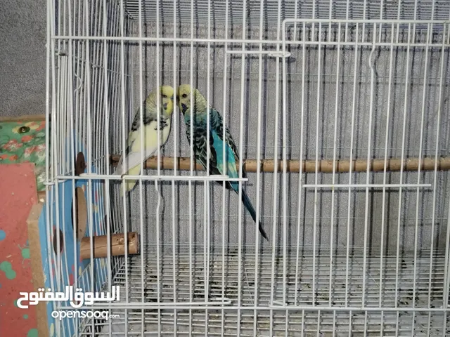 طيور حب للبيع