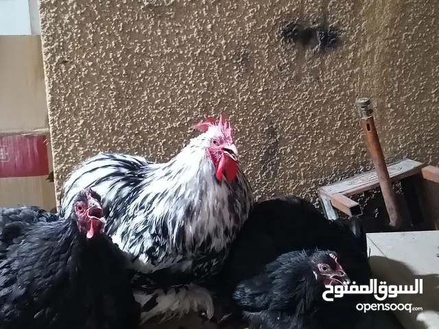 سيت دجاج كوشن للبيع السعر 250 وا بيها مجال