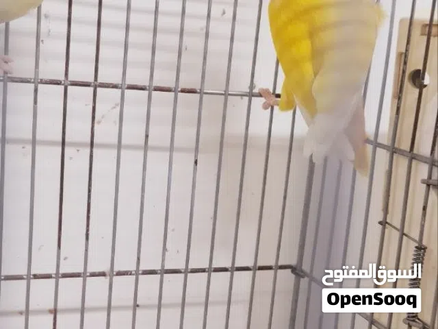 كوبيات روز مصوقرة