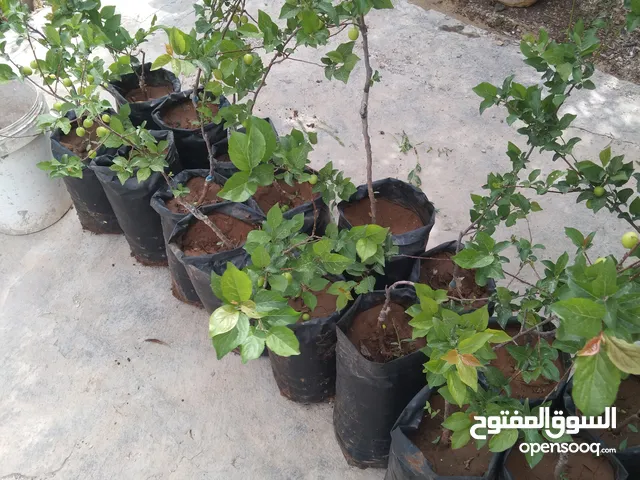 شجر كرز اخضر مركب على لوز مر