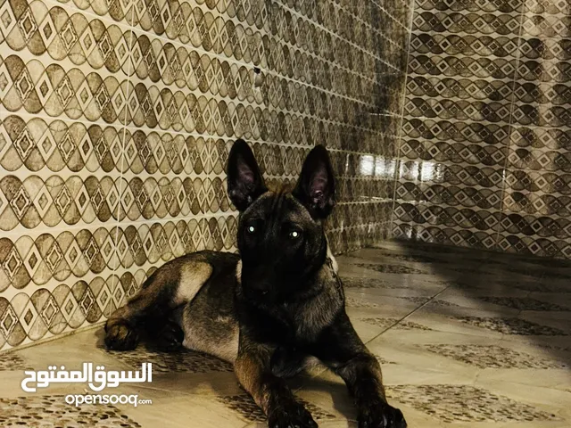 مالينوا للبيع
