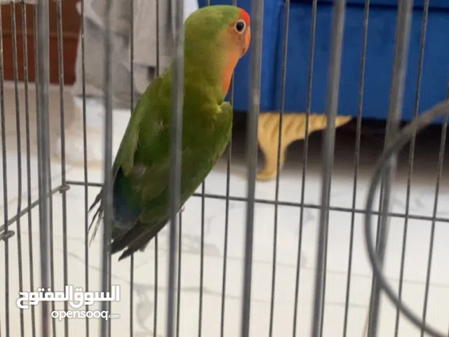 طير روز ربي يبارك