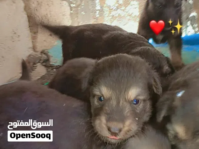 جراوي جيرمان شيبرد 6 اصابع أصل للبيع