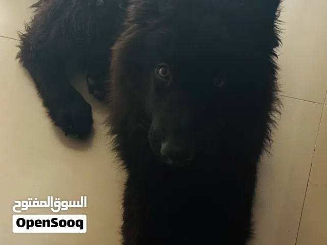 جارمن شيبر 4 اشهر ورك لاين بلاك رويل