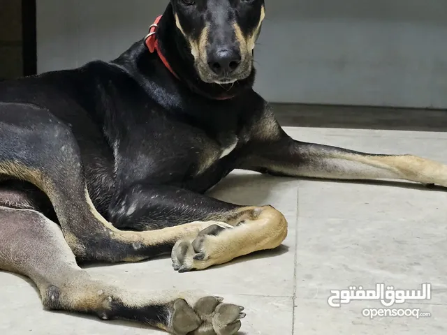 Male Doberman for Adaptation FREE FREE URGENT ...