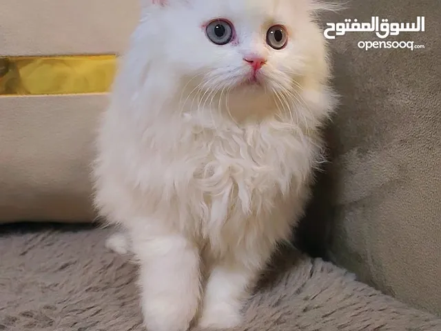 قطط للبيع في تركيا