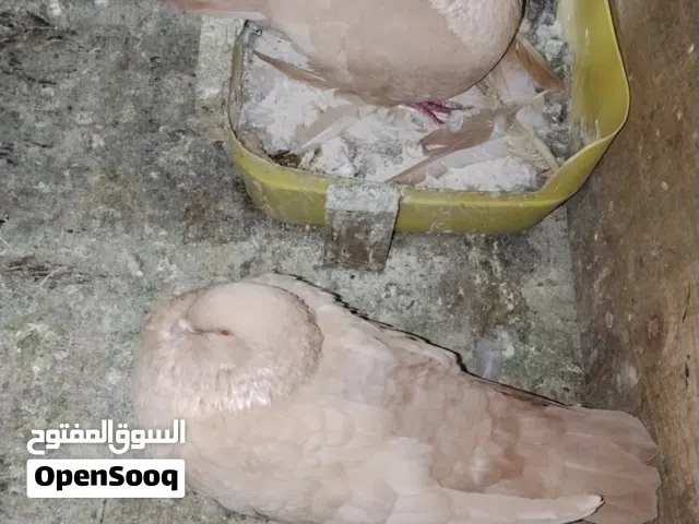 حمام فرنسي أصفر شغال