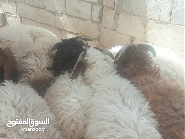 بسم الله ماشاء الله يوجد خرفان اضاحي ضهور مسكره لحم خرفان نظيفه الله يبارك للجميع