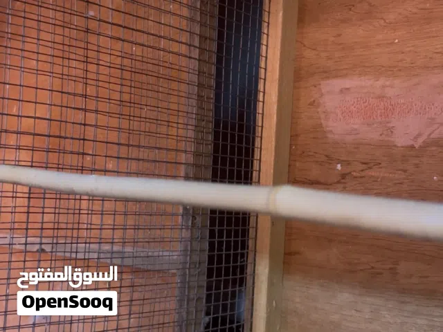 زوجين لافبيرد منتجين