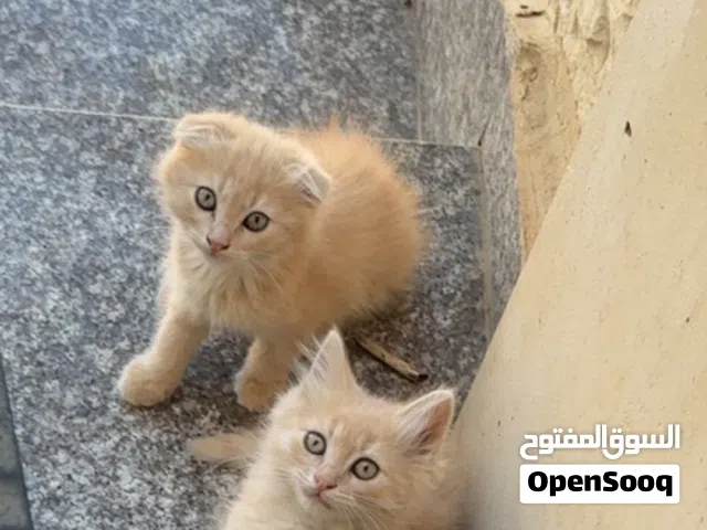 قطتين سكوتش اورنج عمر شهرين ونصف للبيع
