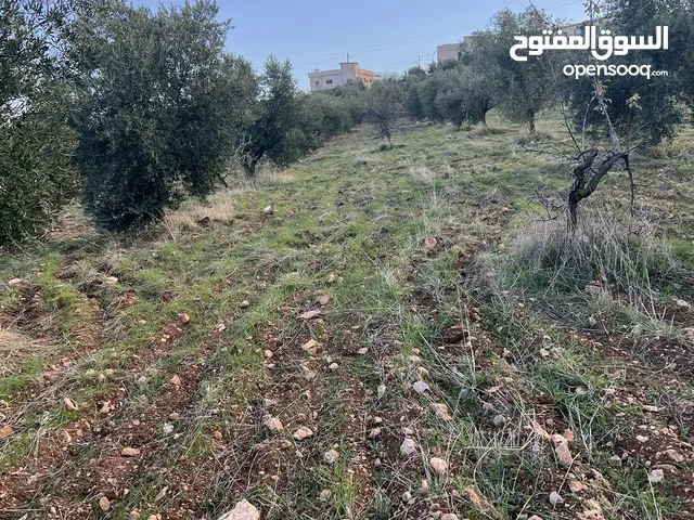 Farm Land for Sale in Jerash Al-Hashimiyyah