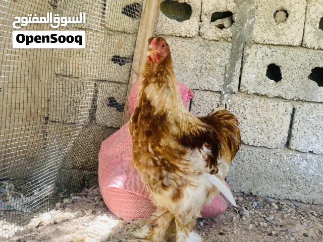 ديك براهما مزركش