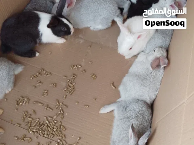 ارانب للبيع