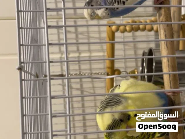 طيرين للبيع مع قفص واكلهم كله ب 150 بس