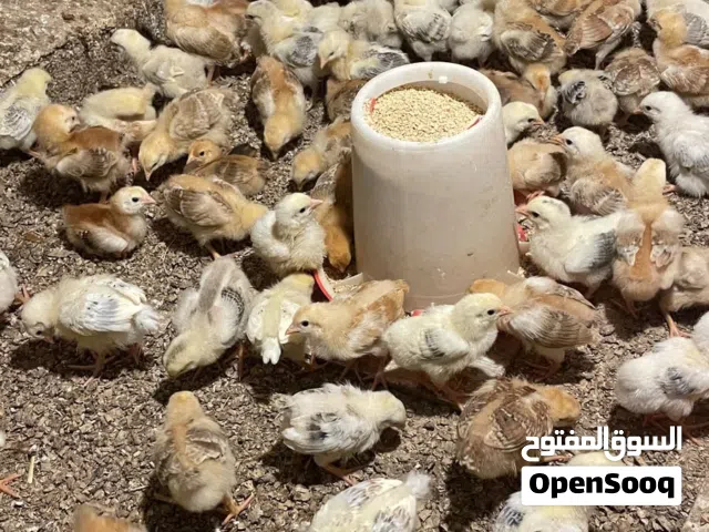 صيصان فرنسي بيور الاحمر والابيض